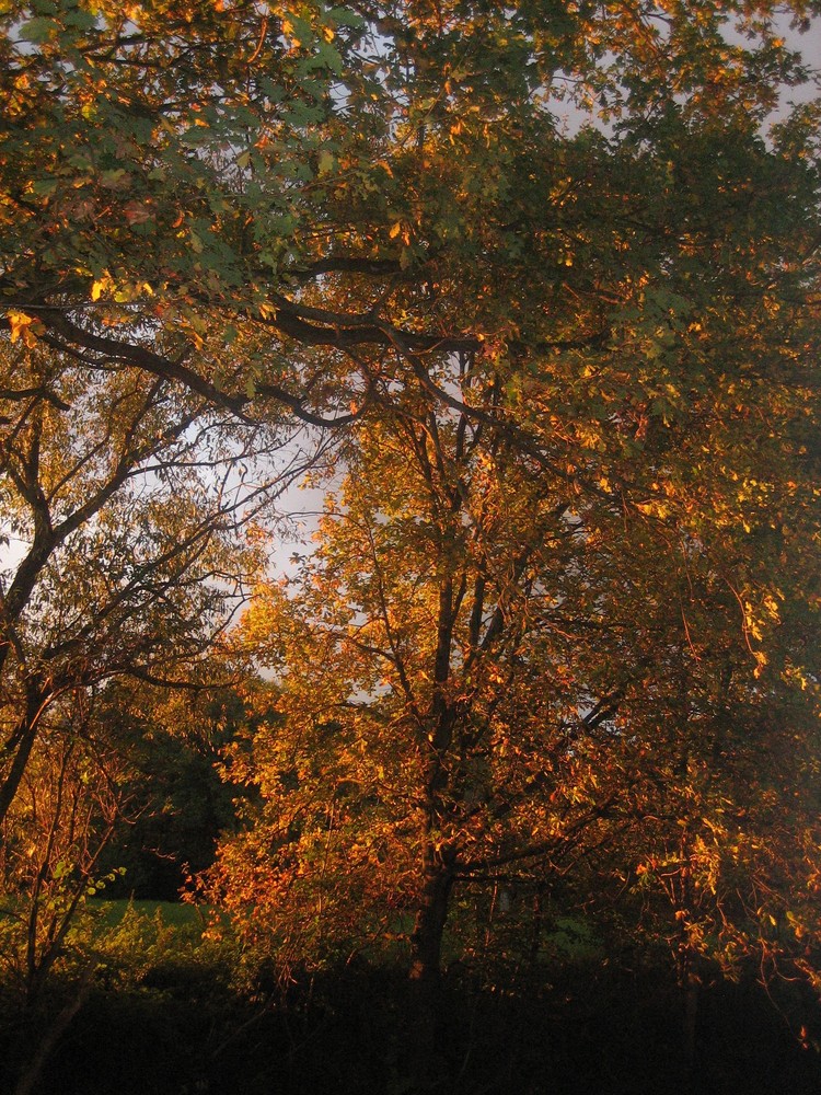 Goldener Oktober