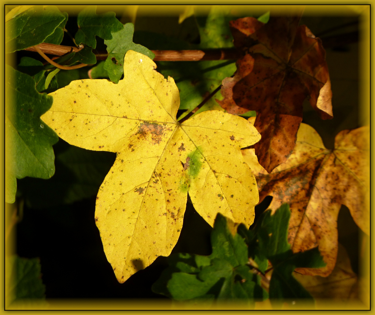 Goldener Oktober