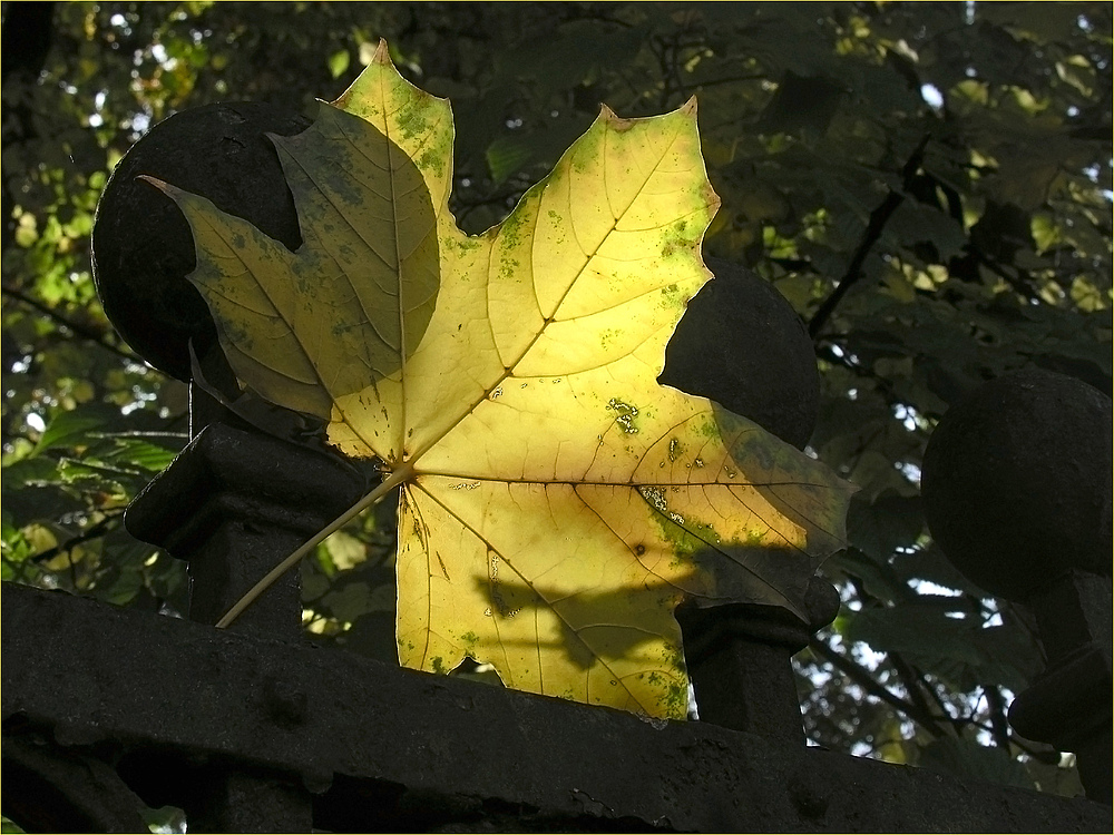 Goldener Oktober