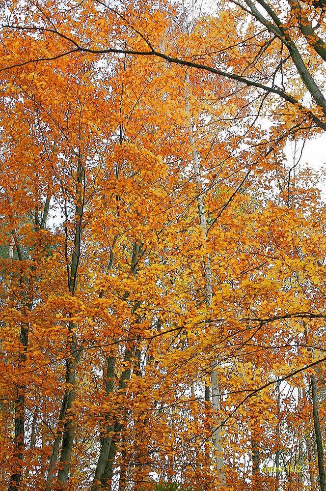 goldener Oktober