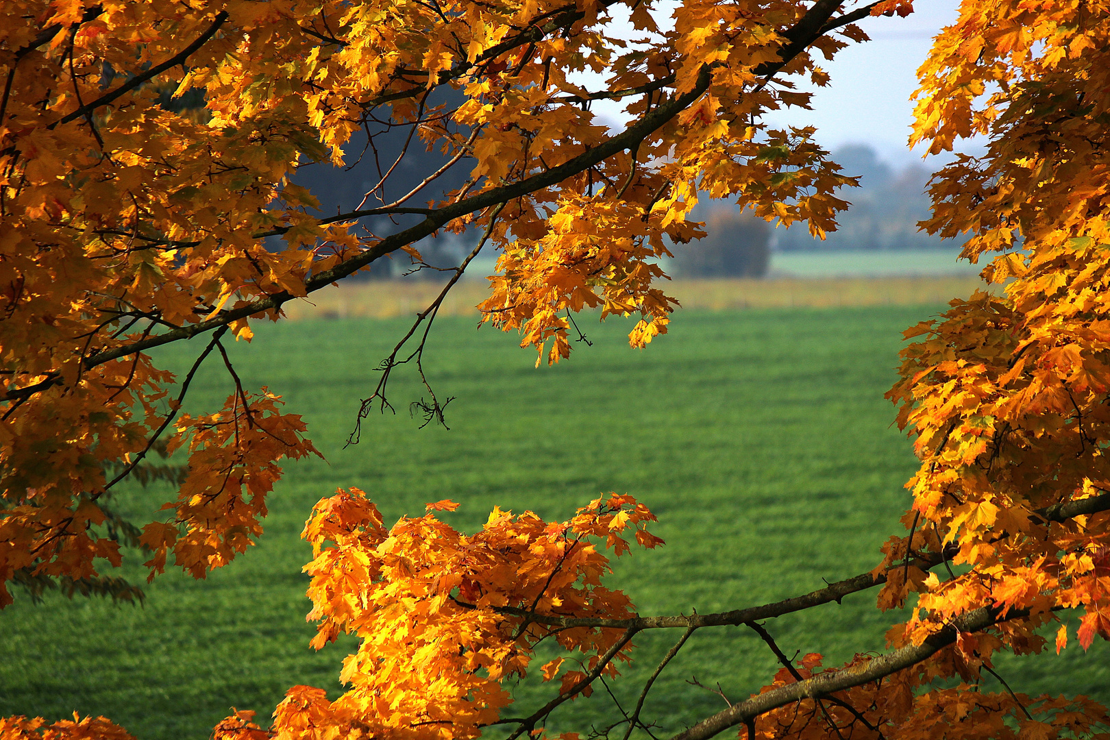 Goldener Oktober