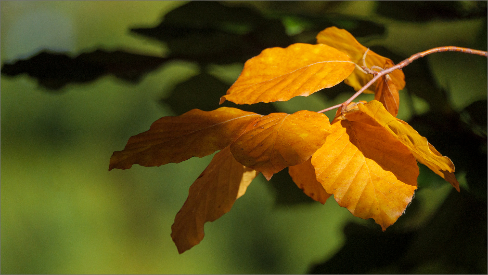 Goldener Oktober