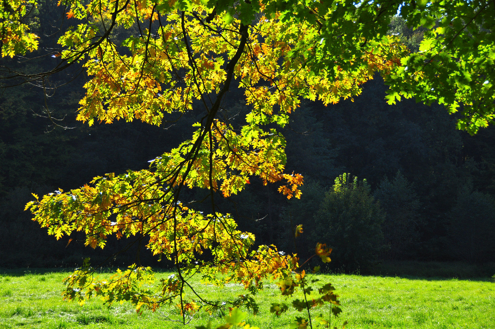 Goldener Oktober