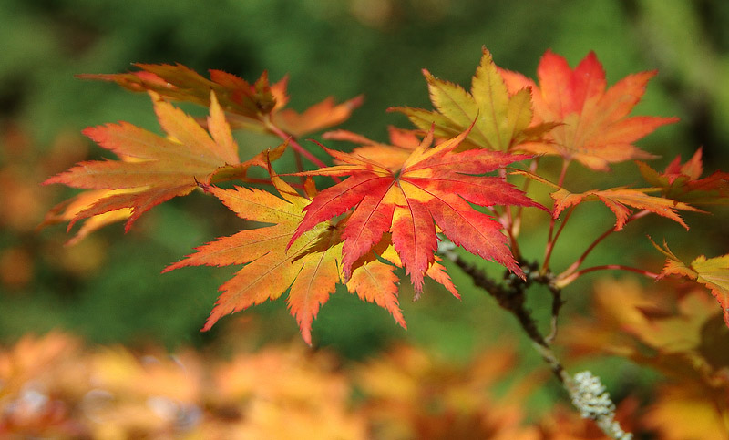 goldener Oktober