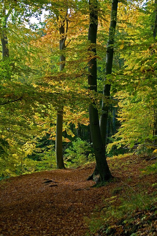 Goldener Oktober