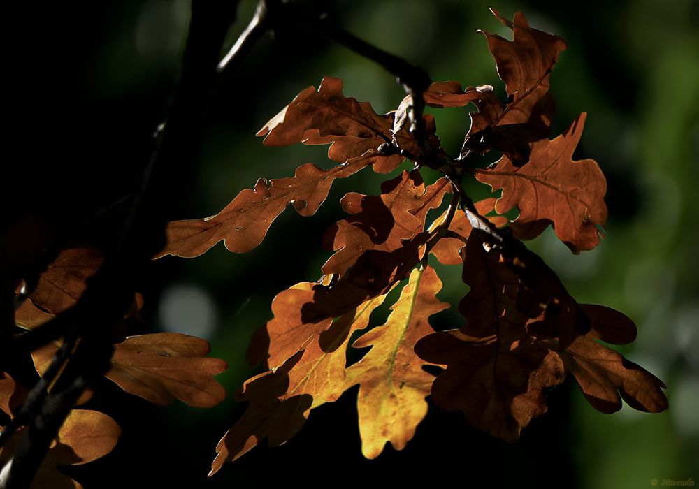 Goldener Oktober