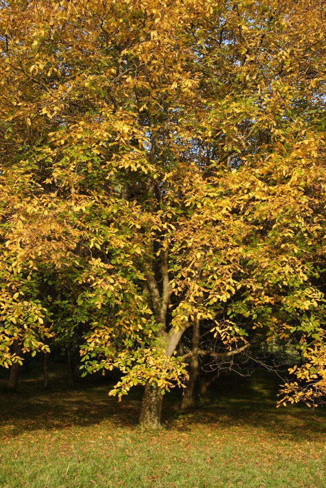 Goldener Oktober