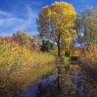 Goldener Oktober