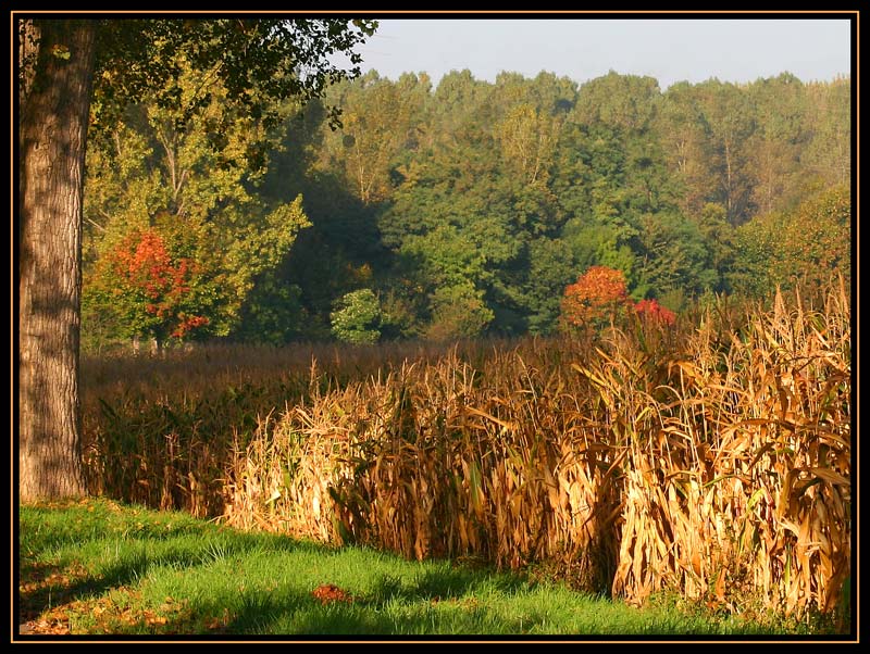 Goldener Oktober