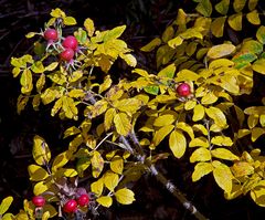 Goldener Oktober