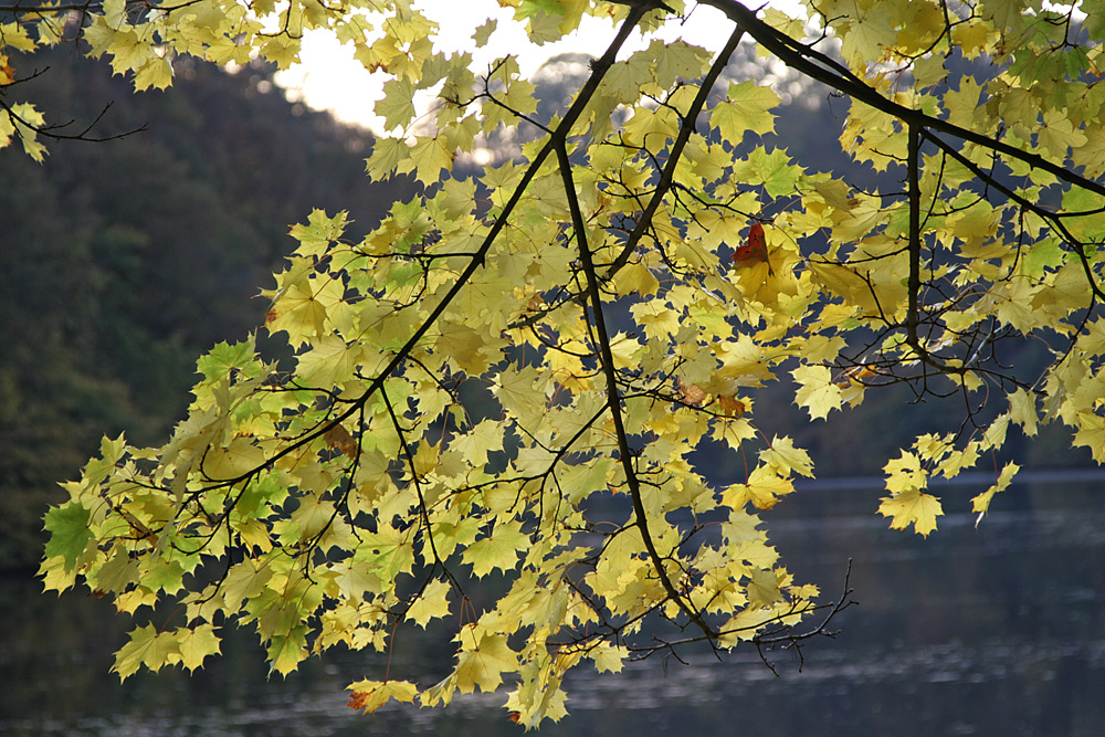 Goldener Oktober