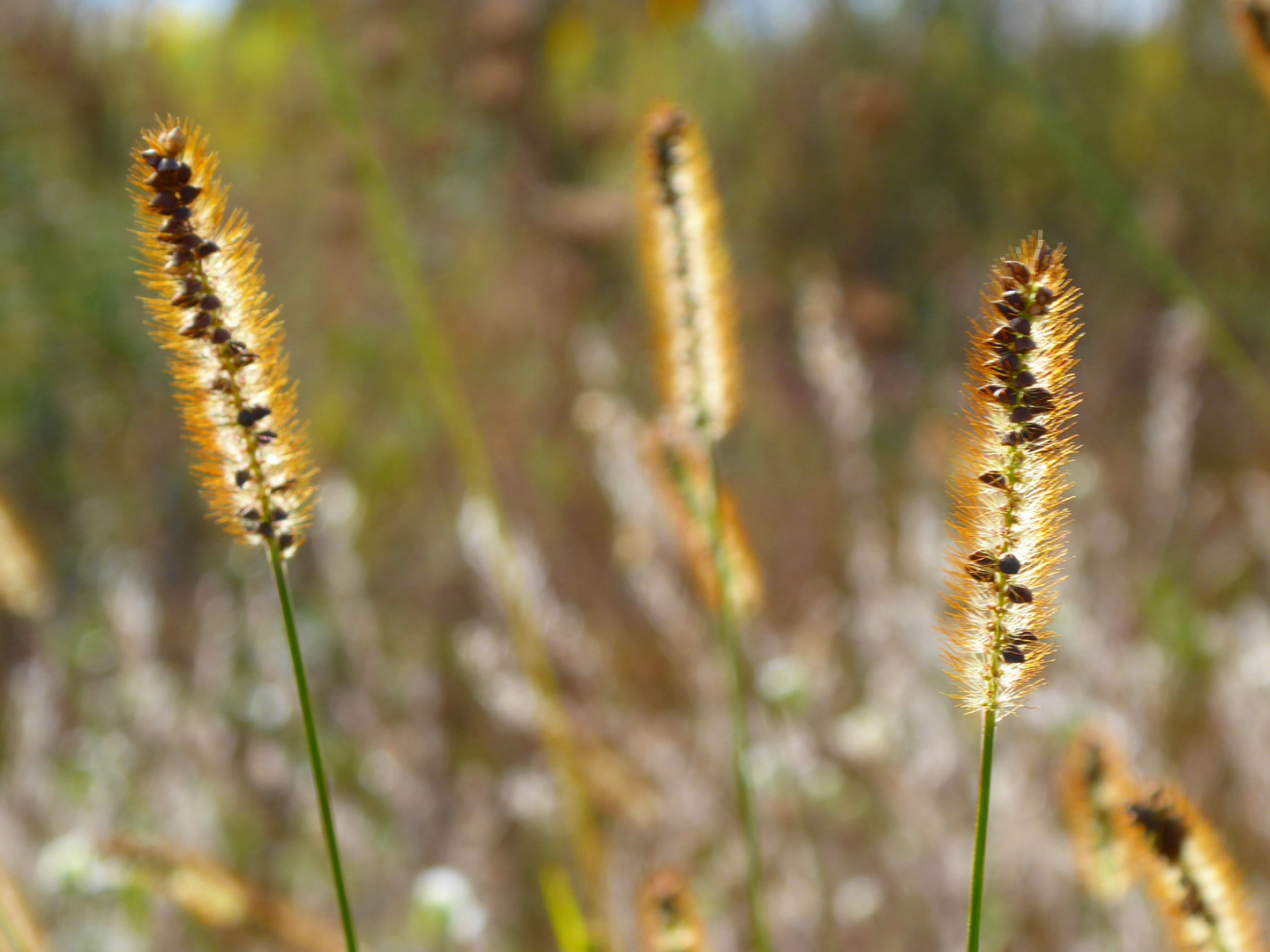 goldener Oktober