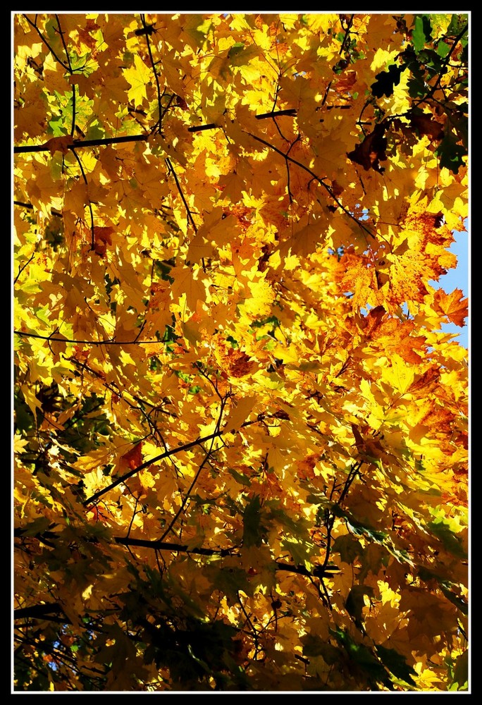 Goldener Oktober