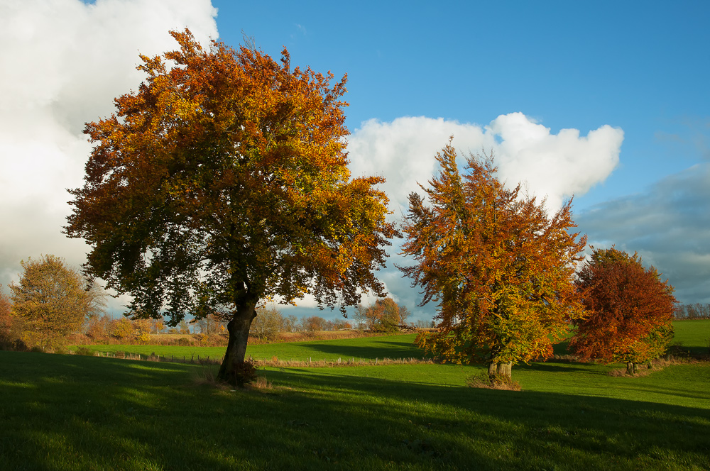 goldener Oktober...