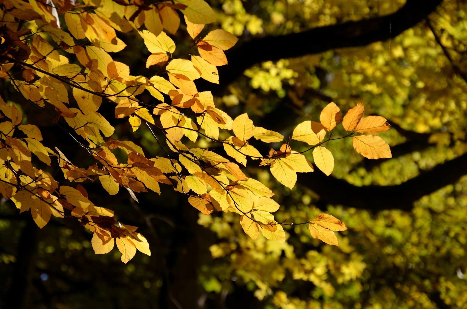 Goldener Oktober