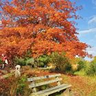 Goldener Oktober.....