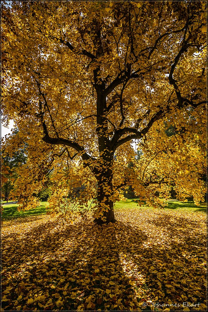 goldener Oktober