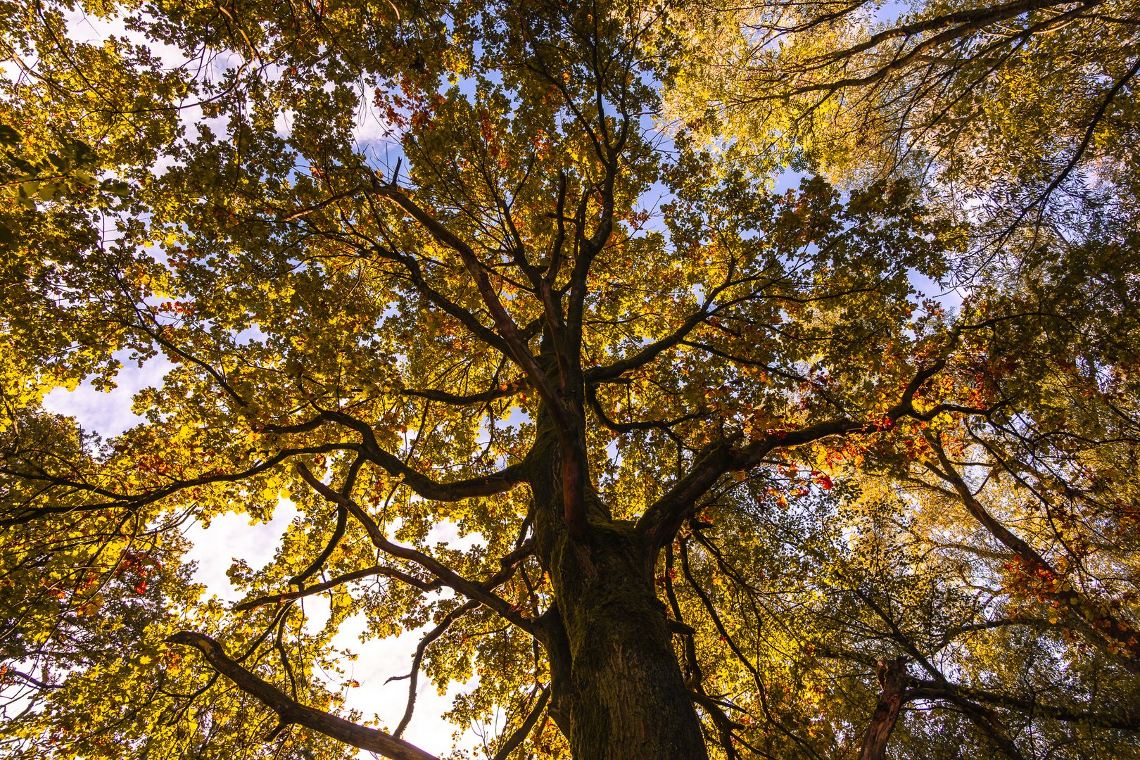 Goldener Oktober