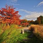 Goldener Oktober.......