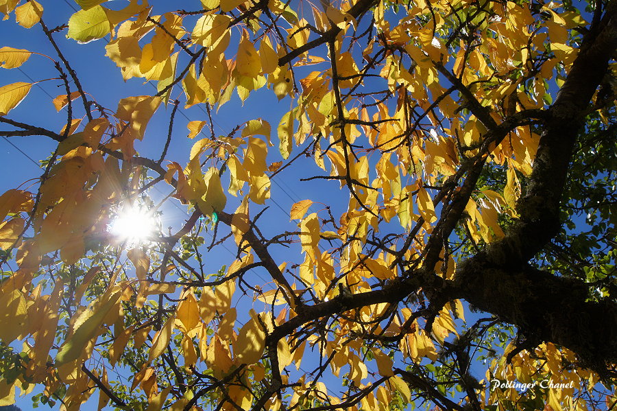 " Goldener Oktober "