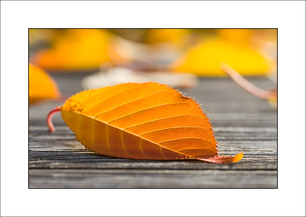 Goldener Oktober - die Blätter ...