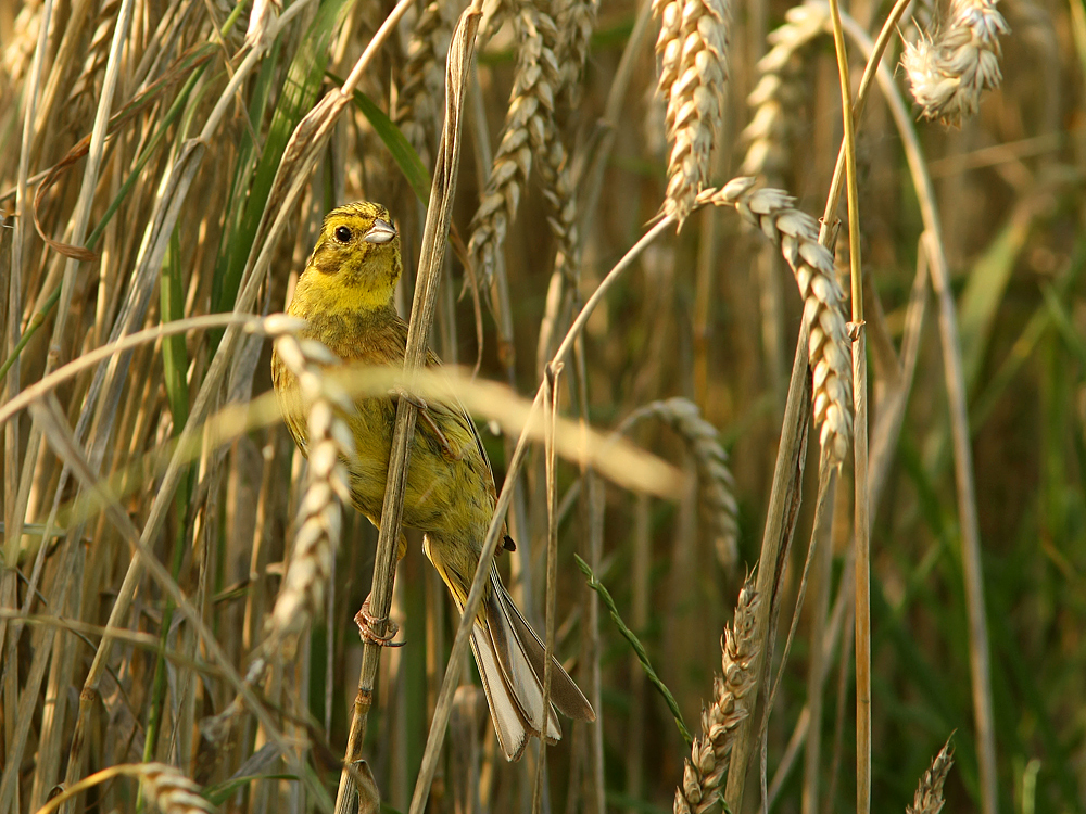 Goldener Oktober