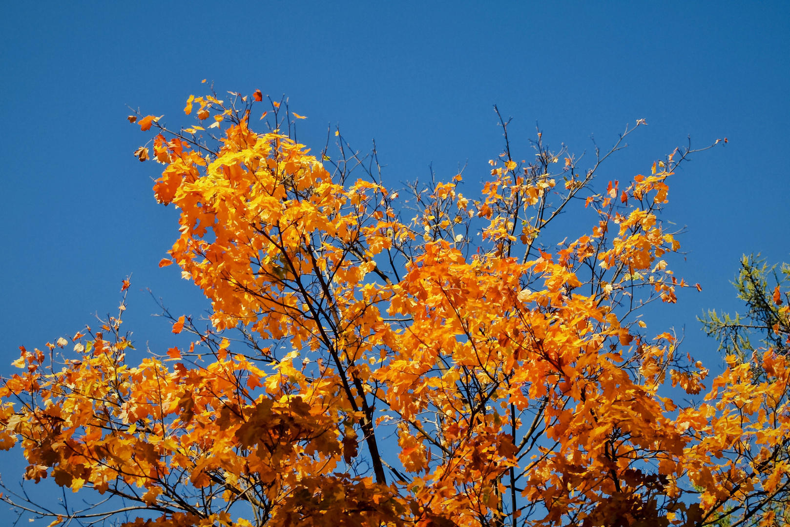 Goldener Oktober