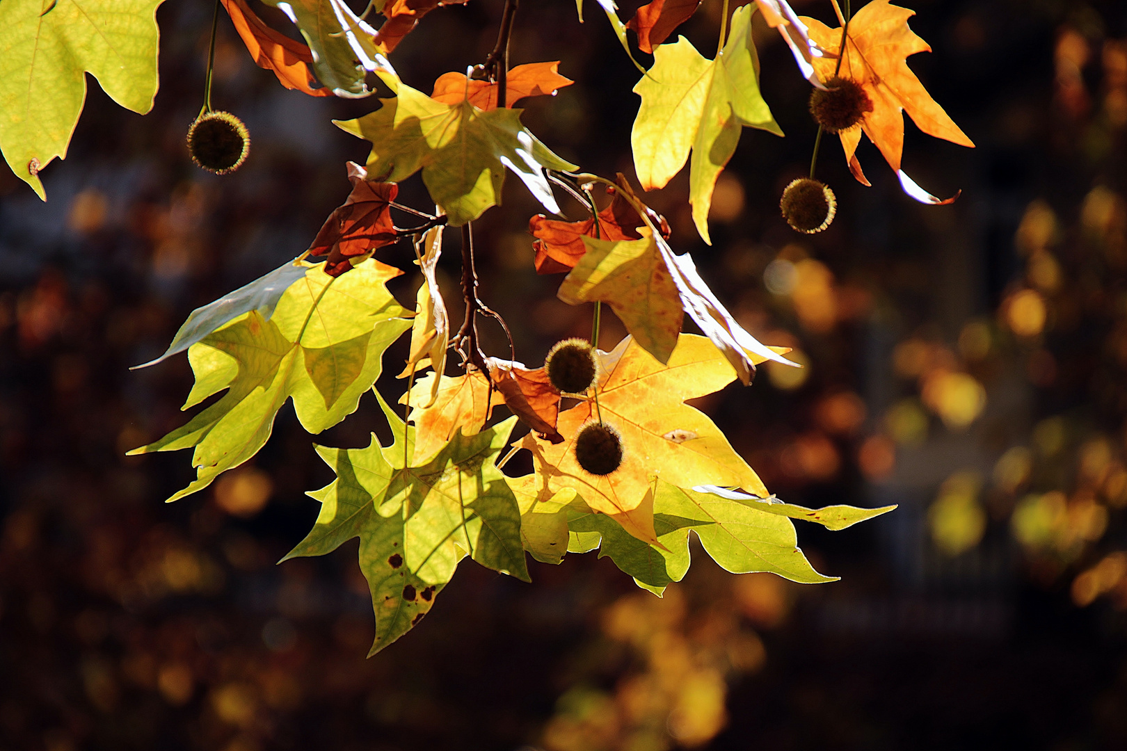 goldener Oktober