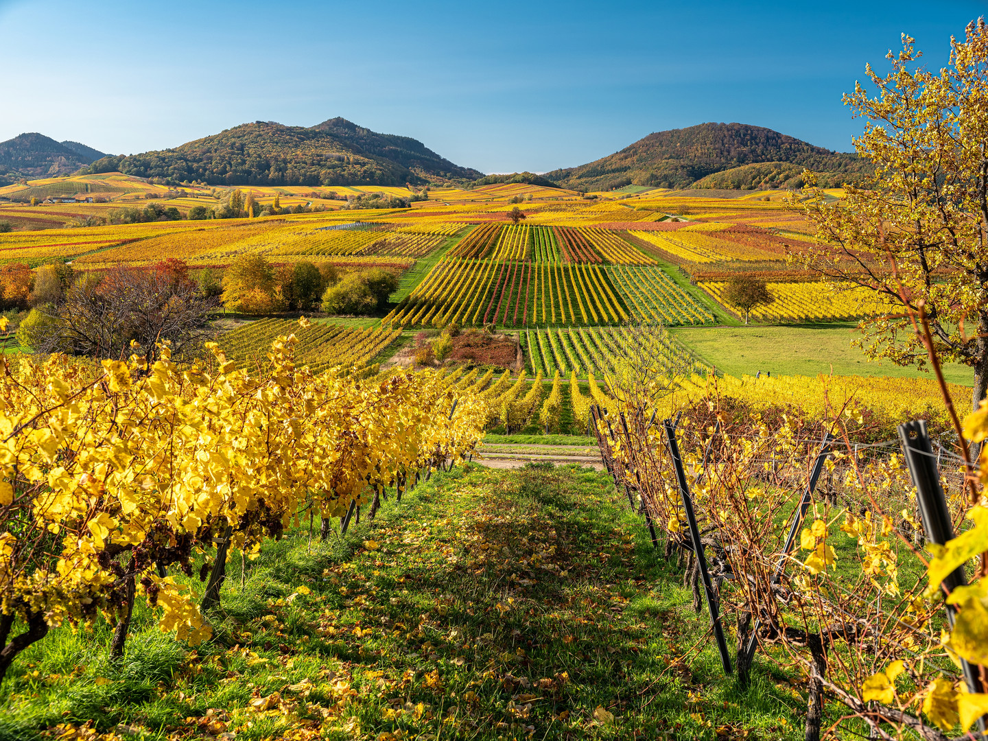 Goldener Oktober