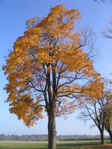 Goldener Oktober