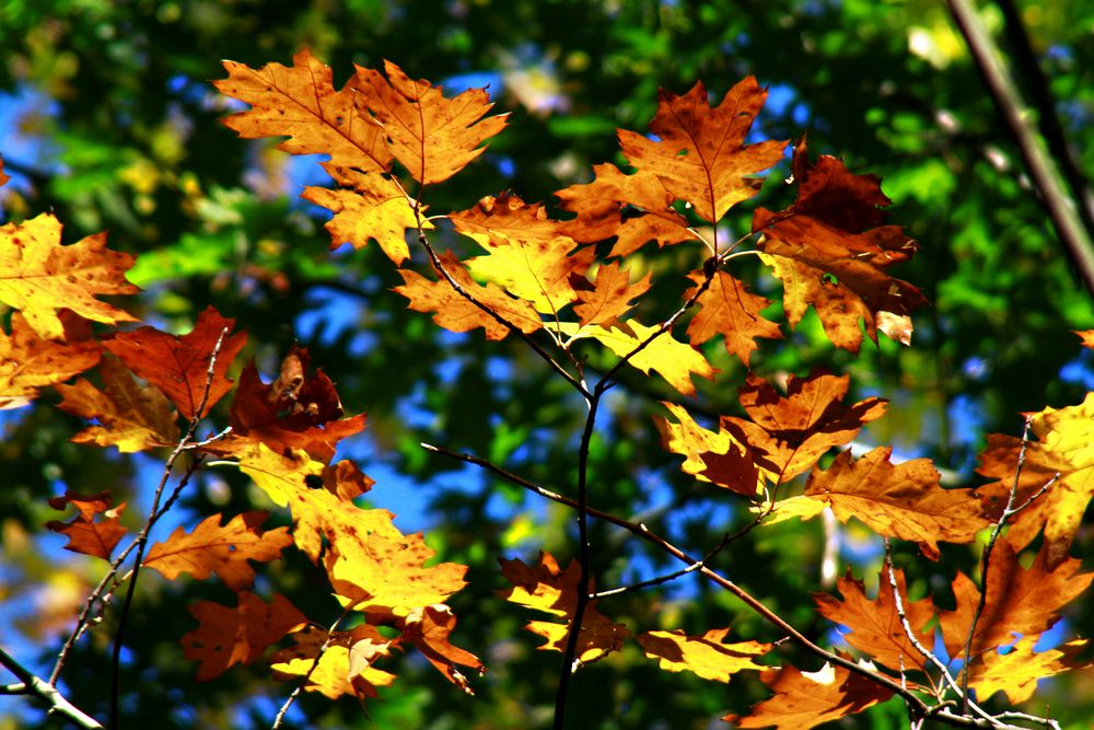 Goldener Oktober.. Foto & Bild | jahreszeiten, herbst, natur Bilder auf fotocommunity