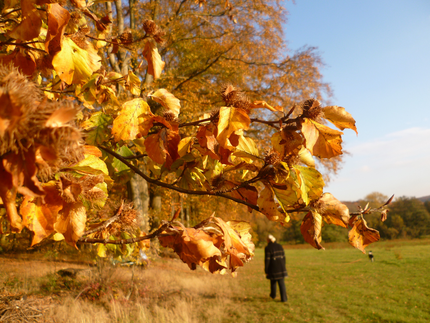 Goldener Oktober