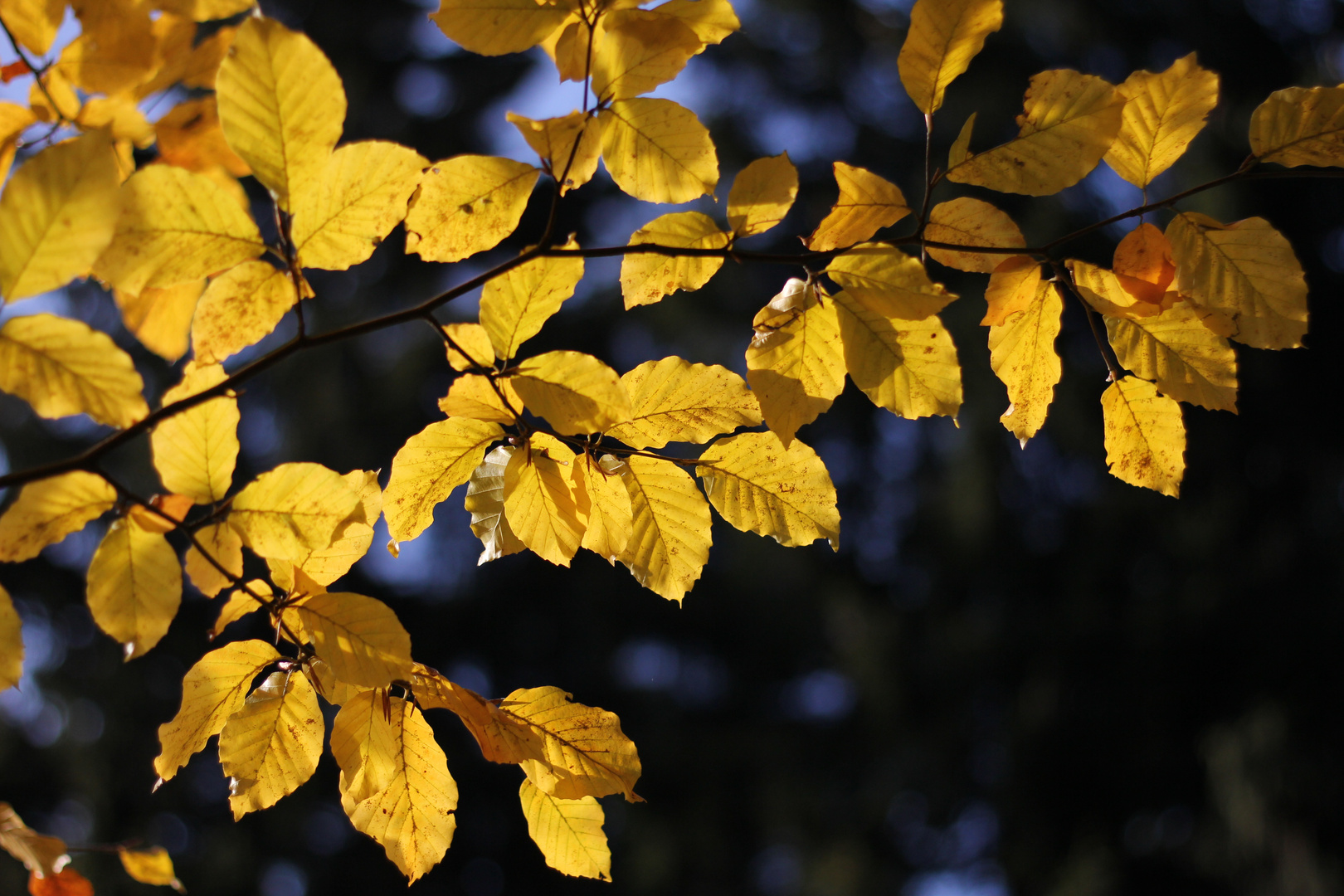 Goldener Oktober