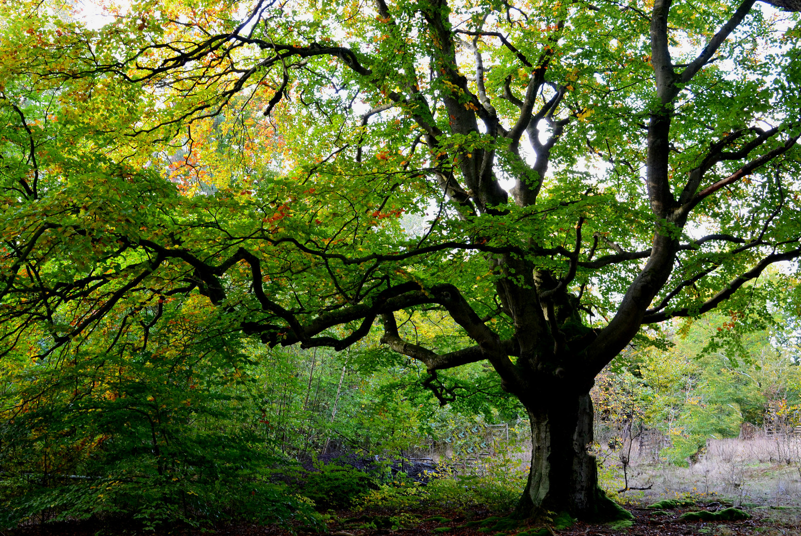 Goldener Oktober