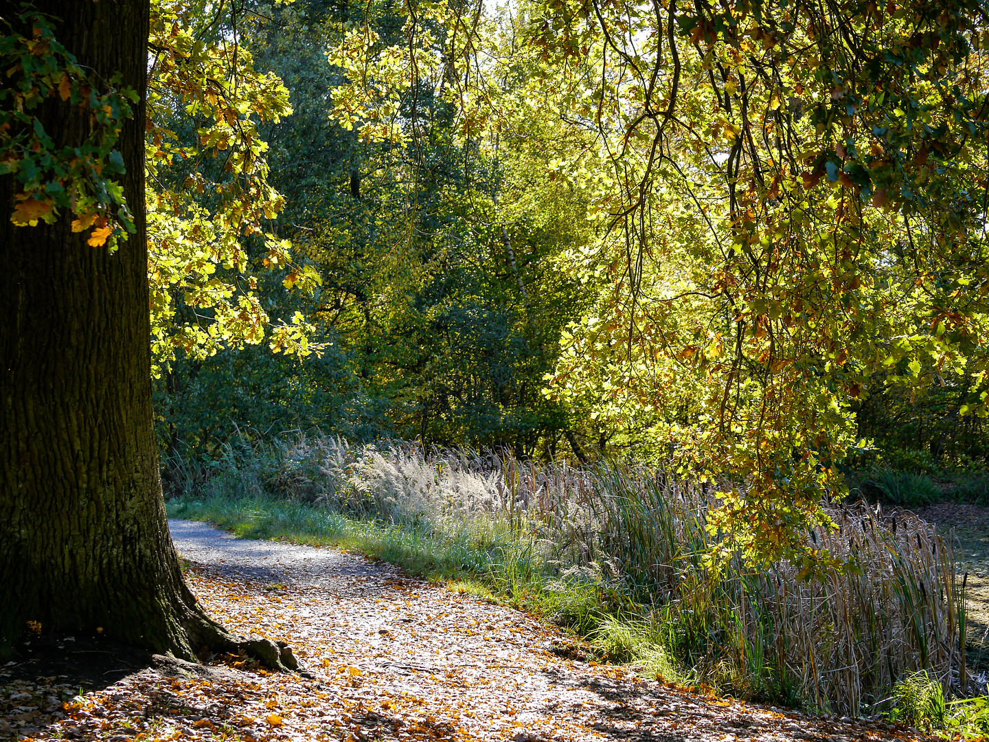 Goldener Oktober