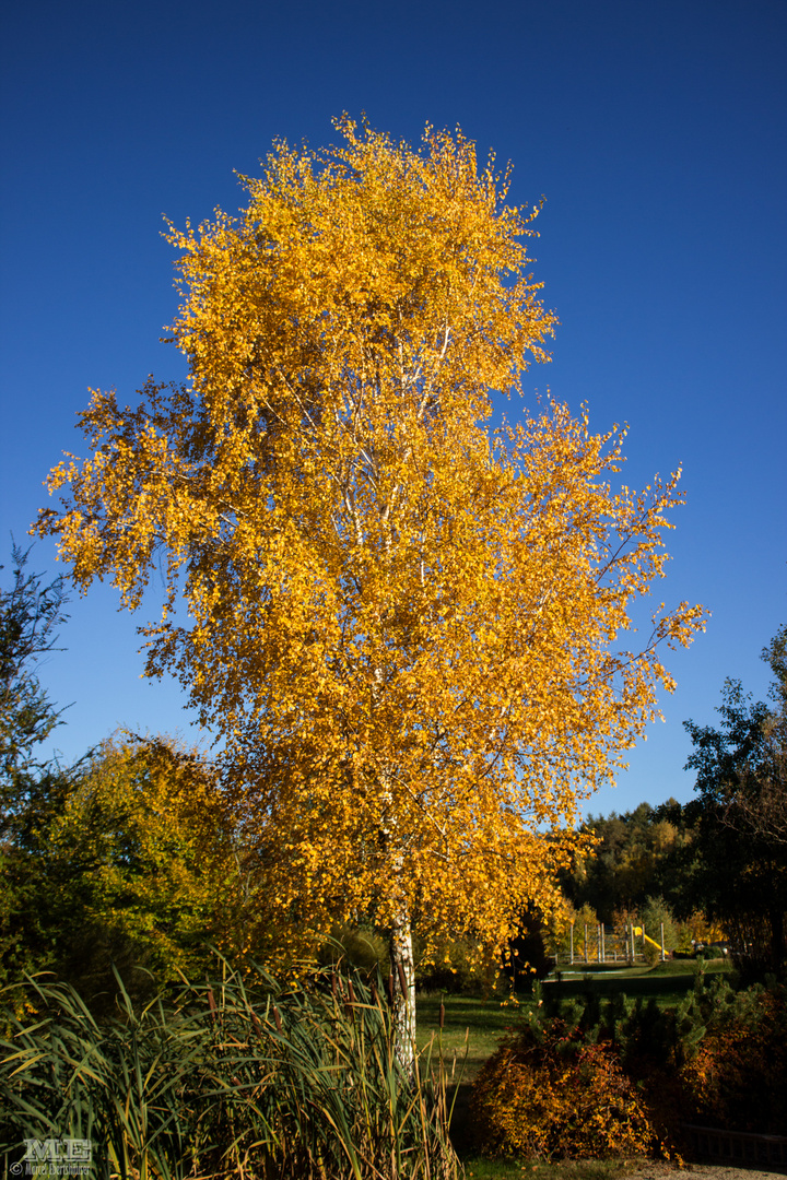 Goldener Oktober