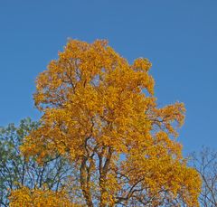 Goldener Oktober