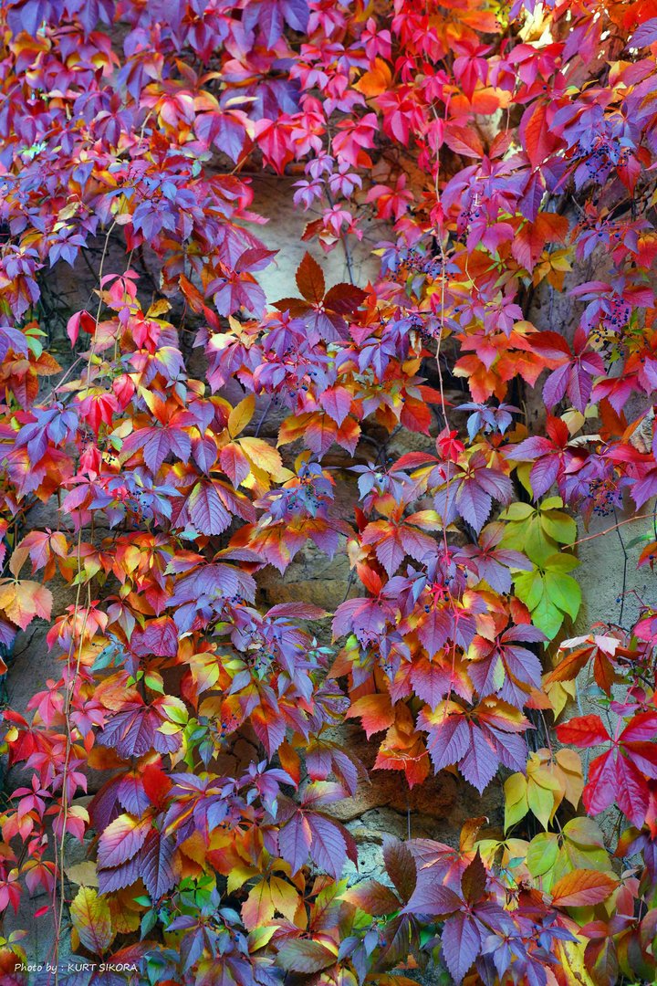 Goldener Oktober.