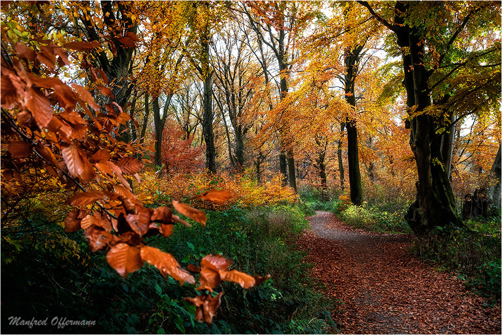 Goldener Oktober Foto & Bild  jahreszeiten, herbst, natur Bilder auf fotocommunity