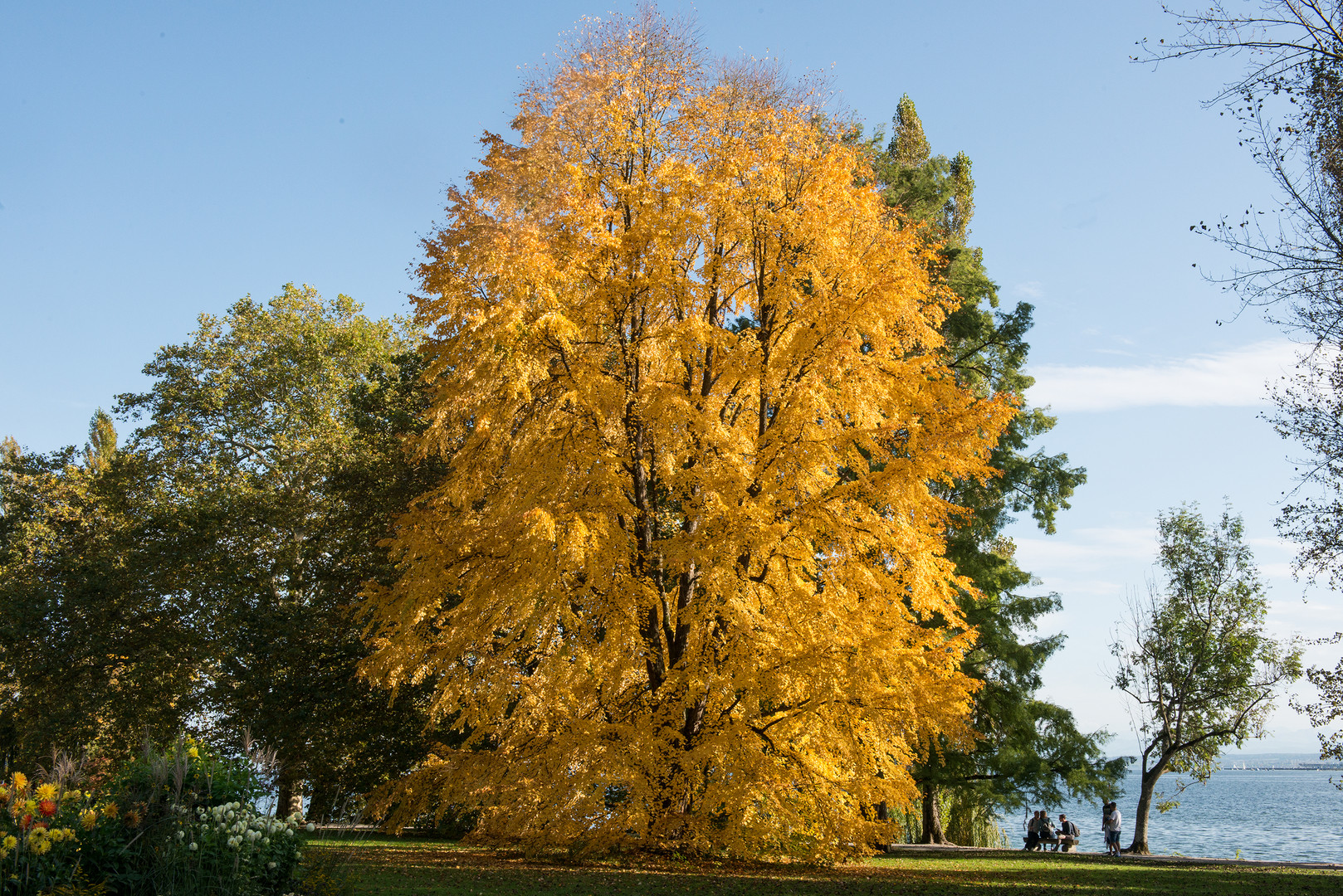 Goldener Oktober - Herbst auf der Mainau