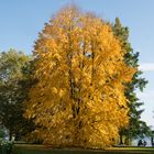 Goldener Oktober - Herbst auf der Mainau