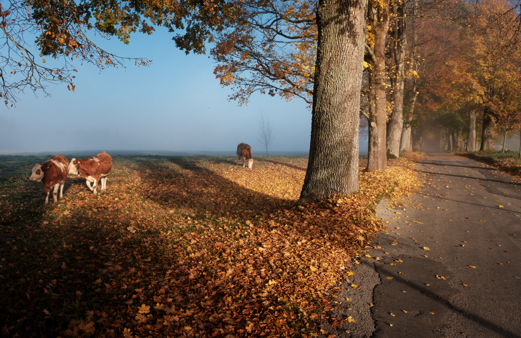 Goldener Oktober II