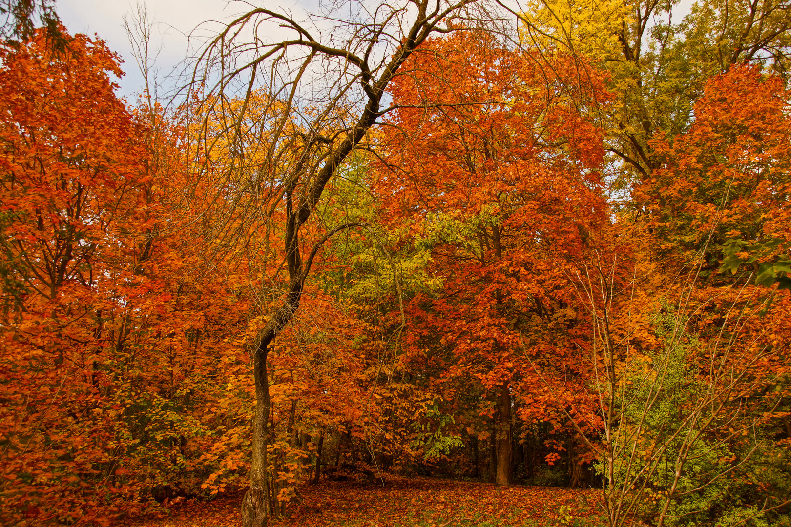 Goldener Oktober II