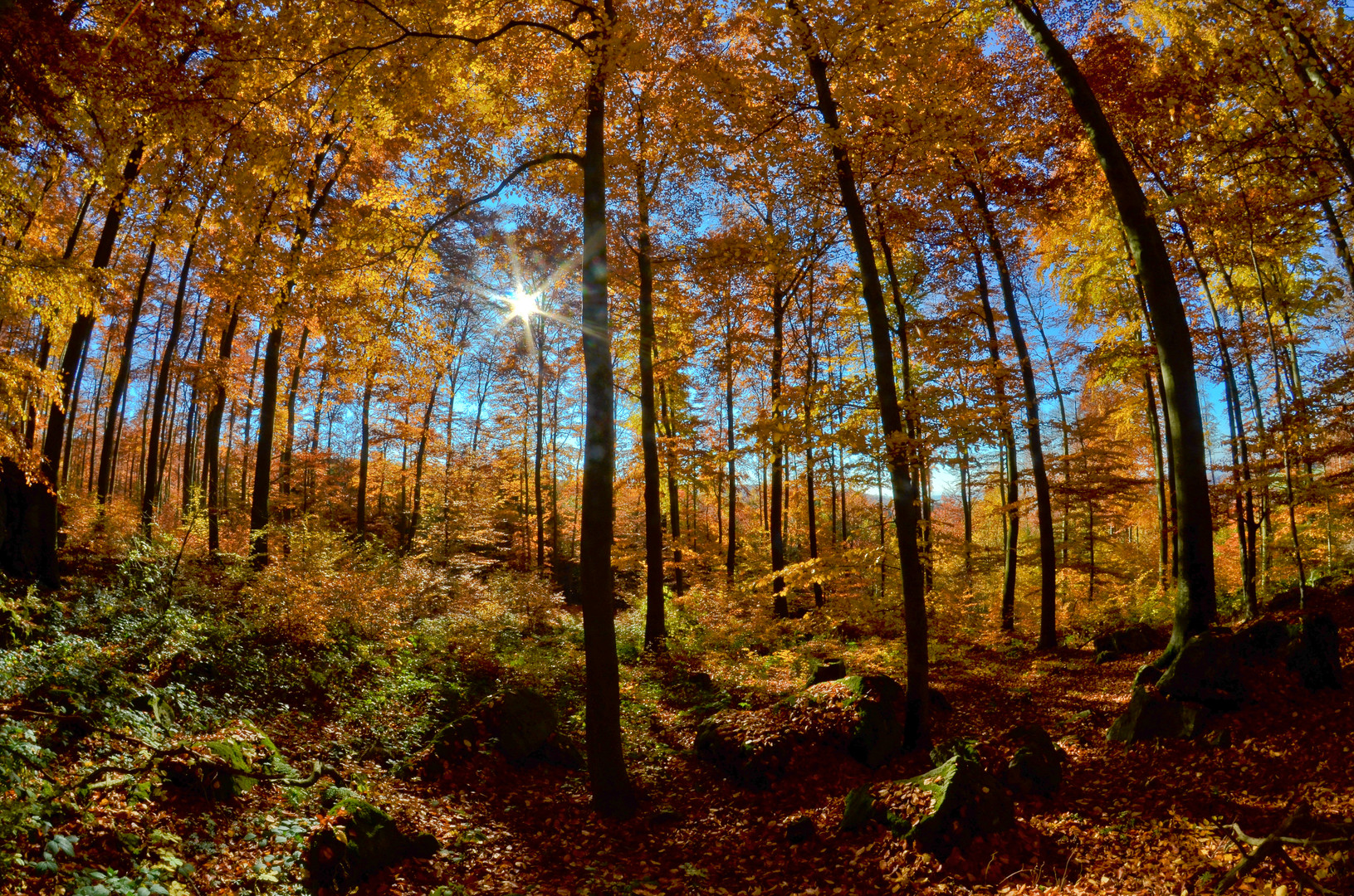 Goldener Oktober II