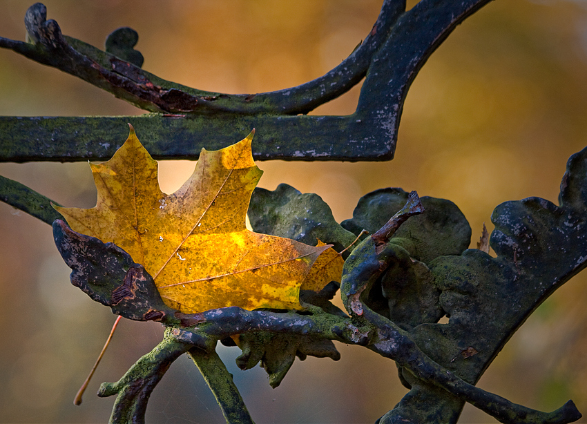 goldener Oktober III