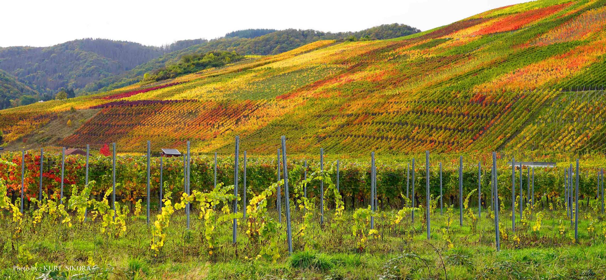 Goldener Oktober im Ahrtal.