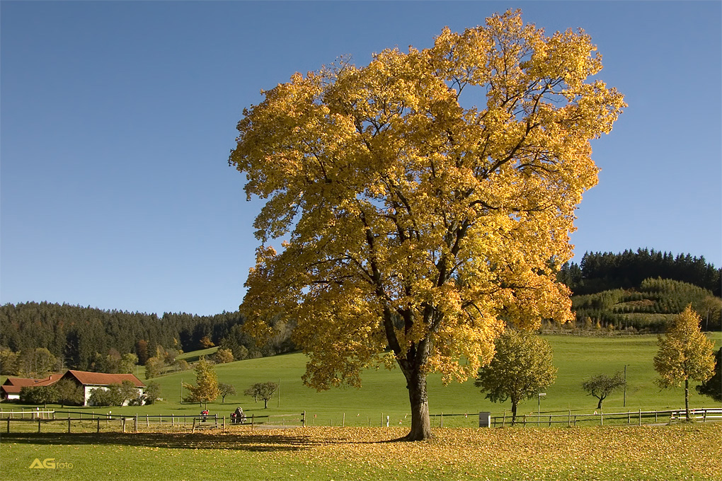 Goldener Oktober im Allgäu