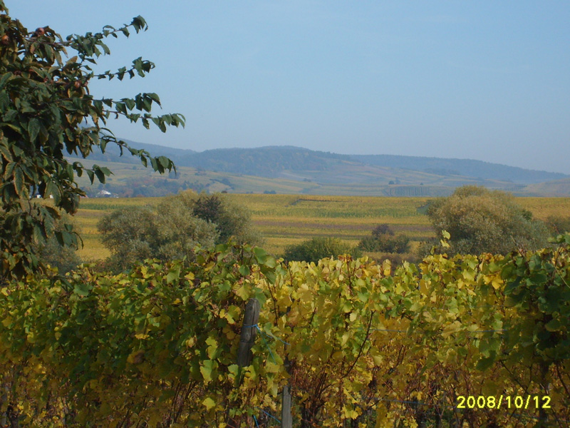 Goldener Oktober im Elsass