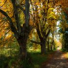 Goldener Oktober im Naturschutzgebiet Mönchbruch