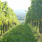 Goldener Oktober im Rheingau